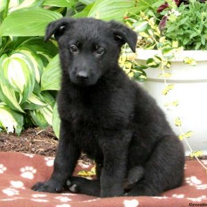 Udell, German Shepherd Puppy