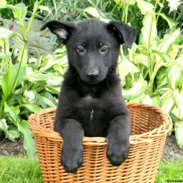 Ulani, German Shepherd Puppy