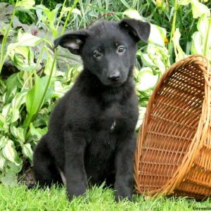 Ulani, German Shepherd Puppy