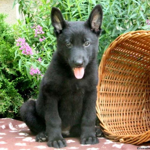 Ulmer, German Shepherd Puppy