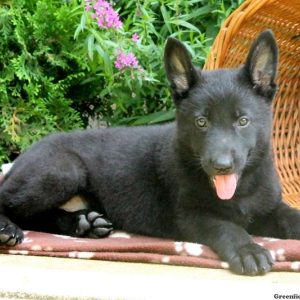Ulmer, German Shepherd Puppy