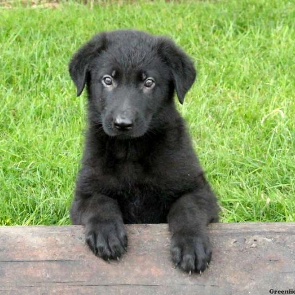 Ulysses, German Shepherd Puppy