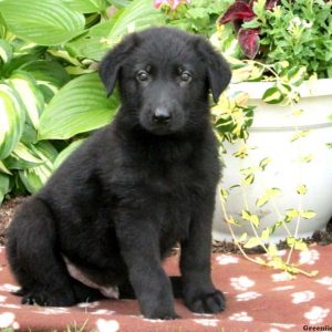 Ulysses, German Shepherd Puppy