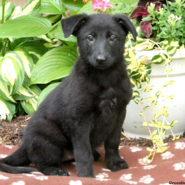 Umbria, German Shepherd Puppy