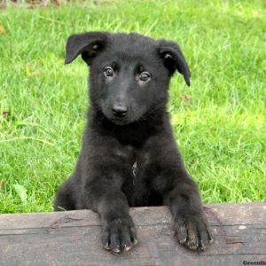 Umbria, German Shepherd Puppy