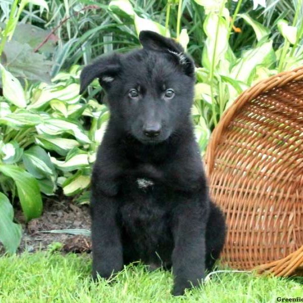 Urban, German Shepherd Puppy