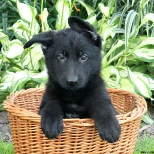 Urban, German Shepherd Puppy
