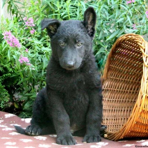 Uri, German Shepherd Puppy