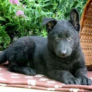 Uri, German Shepherd Puppy