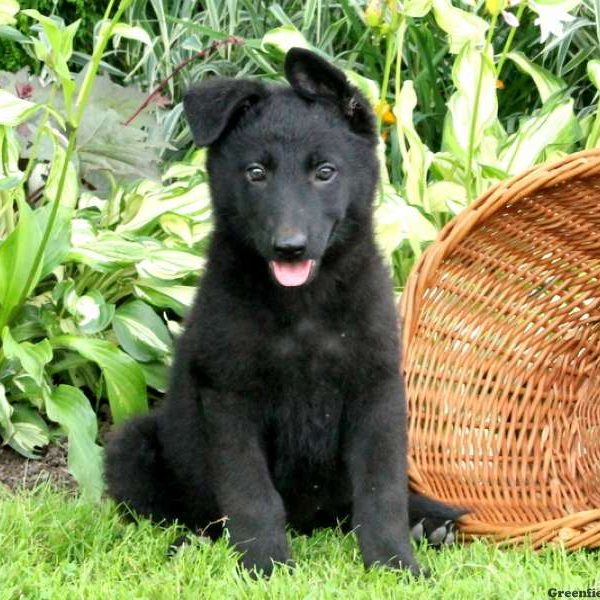 Ursela, German Shepherd Puppy