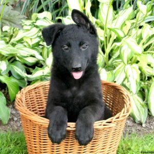 Ursela, German Shepherd Puppy