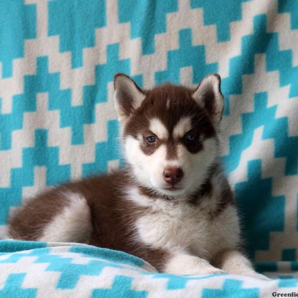 Vanessa, Siberian Husky Puppy