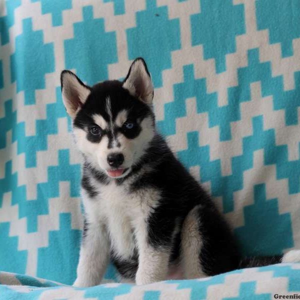 Vanna, Siberian Husky Puppy