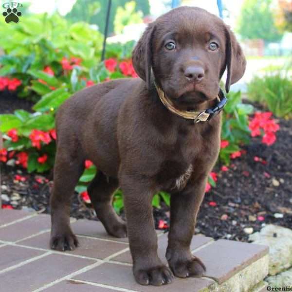 Varney, Labrador Retriever-Chocolate Puppy