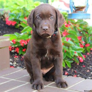 Varney, Labrador Retriever-Chocolate Puppy