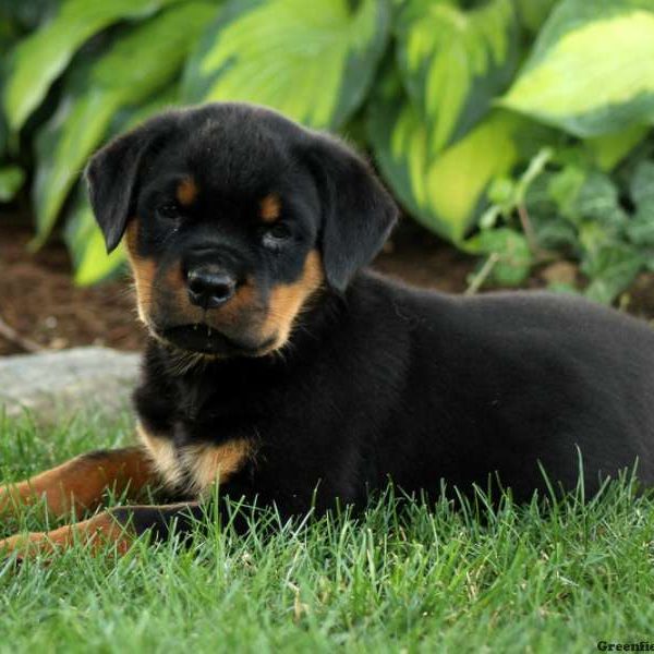 Vaughn, Rottweiler Puppy