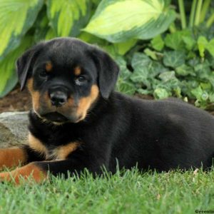 Vaughn, Rottweiler Puppy