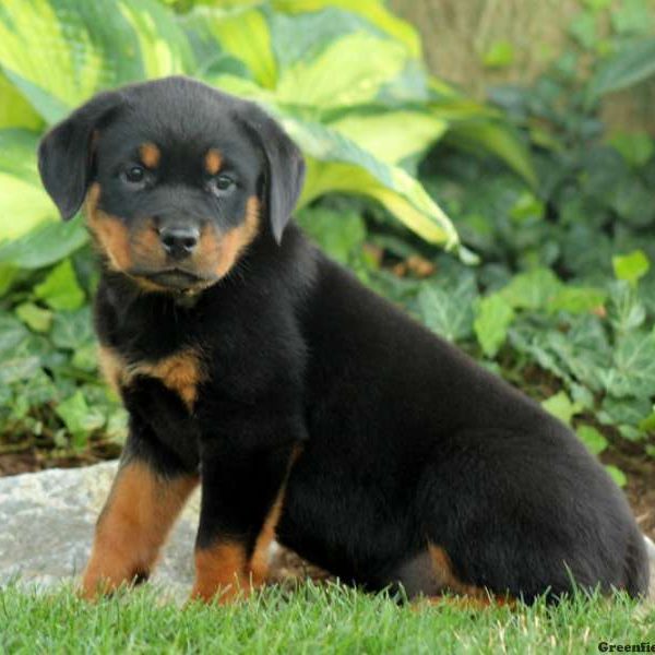 Venice, Rottweiler Puppy