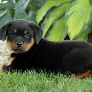 Venice, Rottweiler Puppy