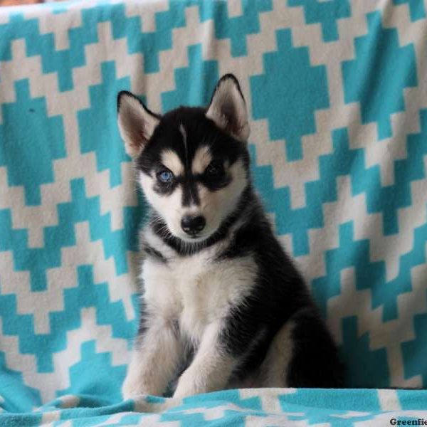 Vera, Siberian Husky Puppy