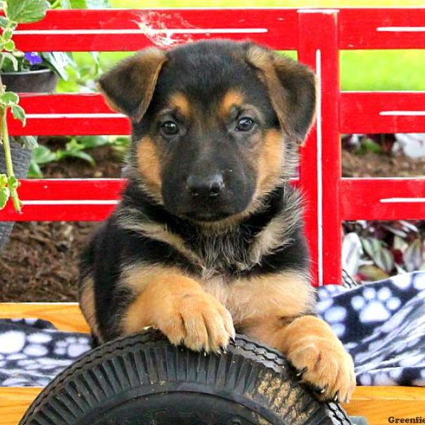 Verlin, German Shepherd Puppy