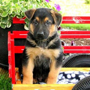 Verlin, German Shepherd Puppy