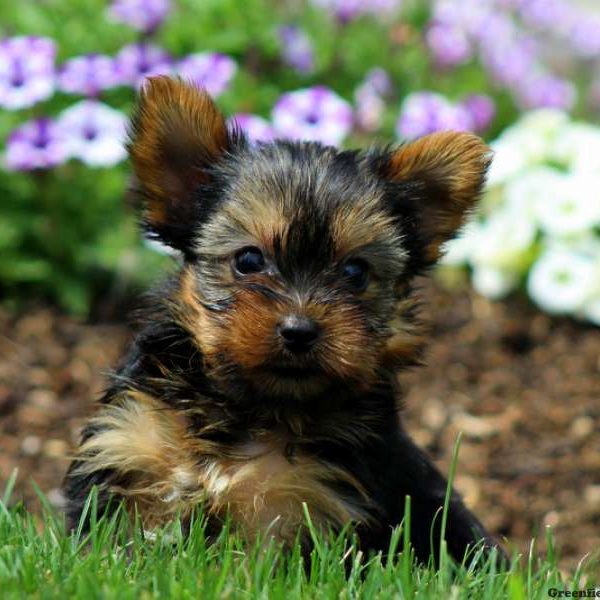 Vern, Yorkshire Terrier Puppy