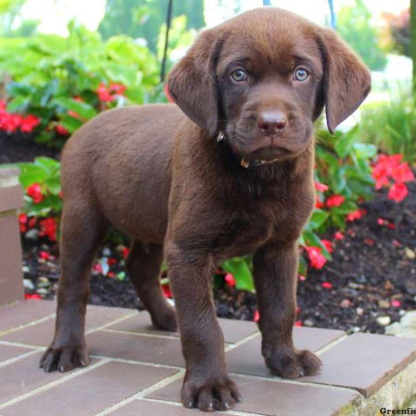 Vern, Labrador Retriever-Chocolate Puppy