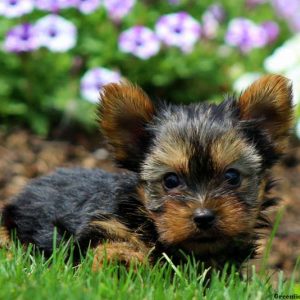 Vern, Yorkshire Terrier Puppy