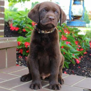 Vern, Labrador Retriever-Chocolate Puppy