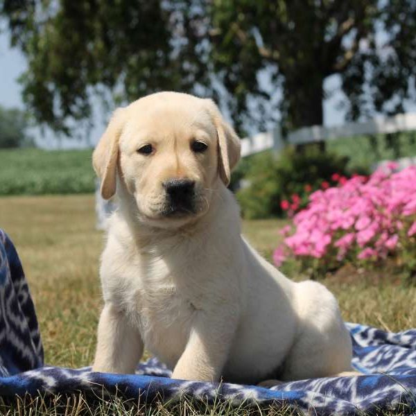 Vernon, Labby Dabby Doo Puppy