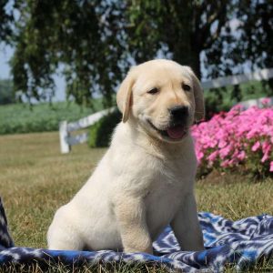 Vernon, Labby Dabby Doo Puppy