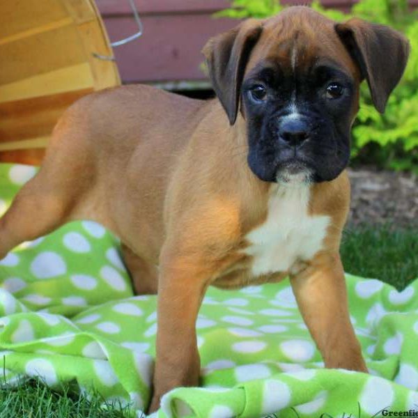 Veronica, Boxer Puppy