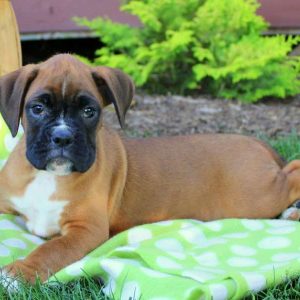 Veronica, Boxer Puppy