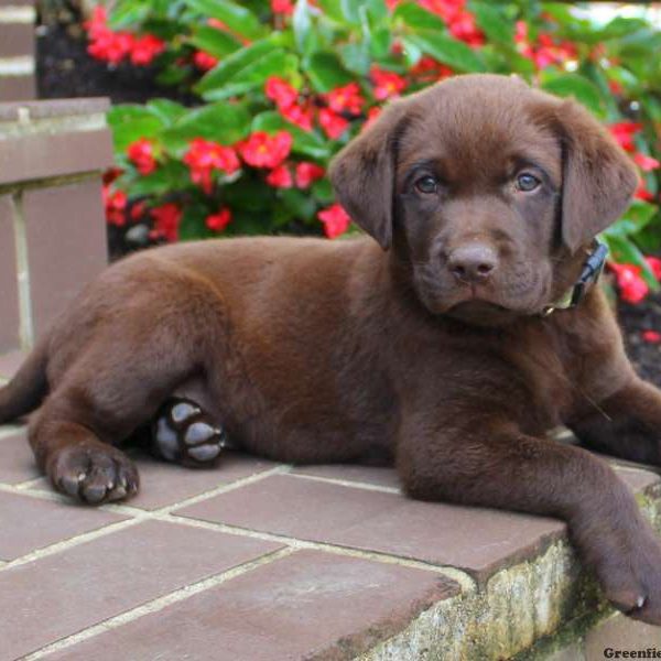 Vice, Labrador Retriever-Chocolate Puppy