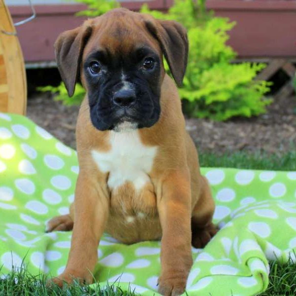 Vice, Boxer Puppy