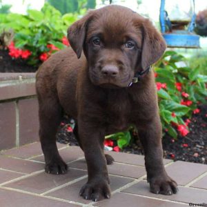 Vice, Labrador Retriever-Chocolate Puppy