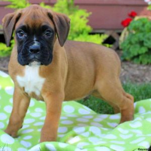 Vice, Boxer Puppy