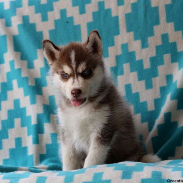 Vicki, Siberian Husky Puppy