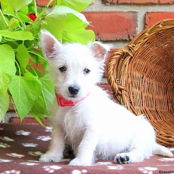 Vicky, West Highland Terrier Puppy