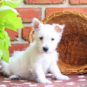 Vicky, West Highland Terrier Puppy