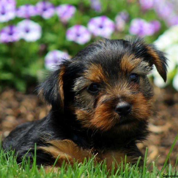 Victor, Yorkshire Terrier Puppy