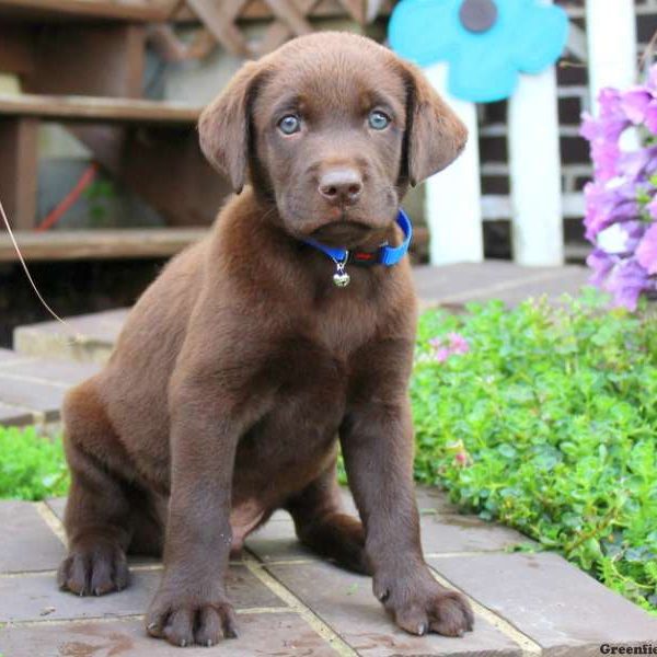 Victor, Labrador Retriever-Chocolate Puppy