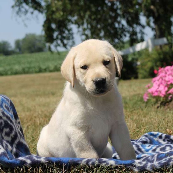 Victor, Labby Dabby Doo Puppy