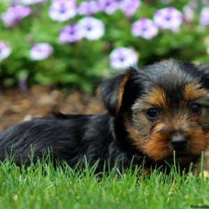 Victor, Yorkshire Terrier Puppy