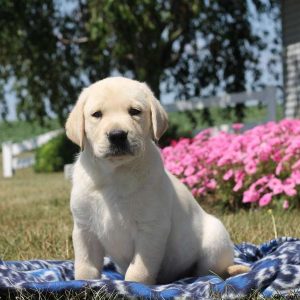 Victor, Labby Dabby Doo Puppy