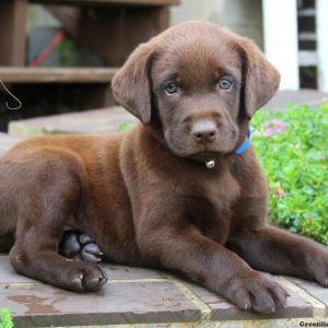 Victor, Labrador Retriever-Chocolate Puppy