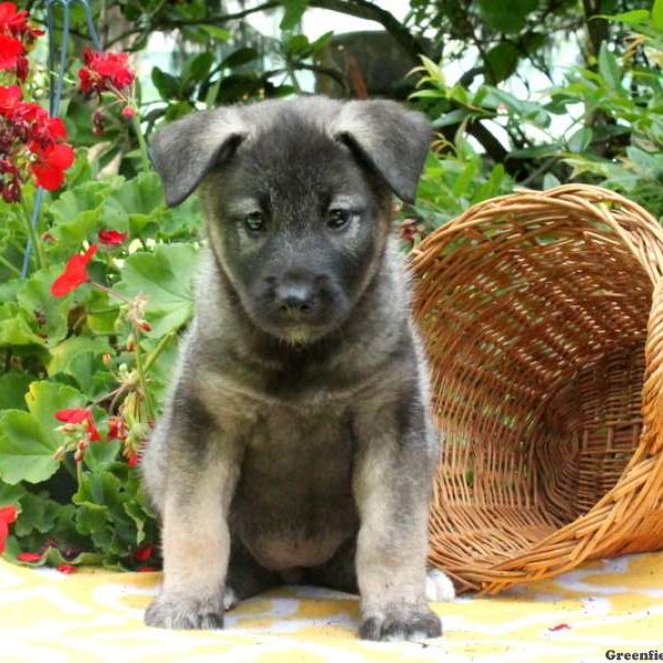 Victoria, Norwegian Elkhound Puppy