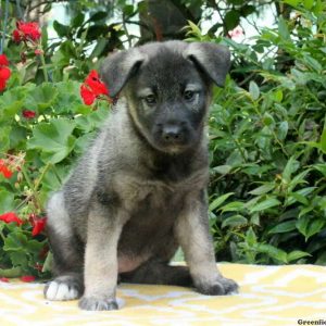 Victoria, Norwegian Elkhound Puppy