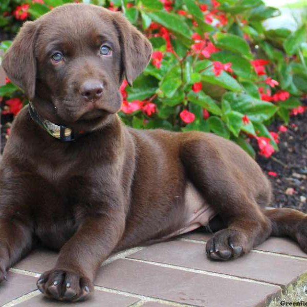 Victory, Labrador Retriever-Chocolate Puppy